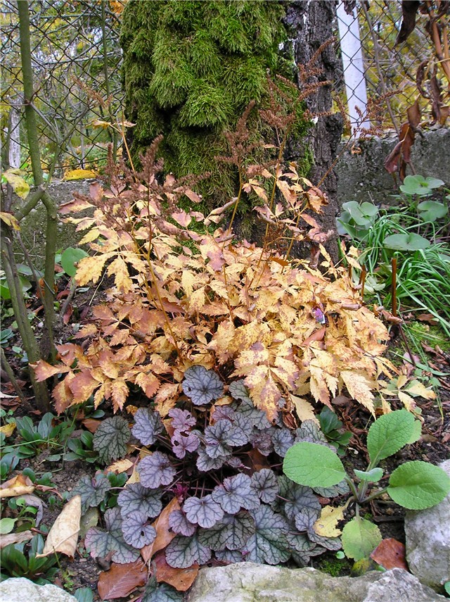 Astilba i Heuchera